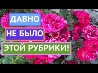 ОТВЕЧАЕМ НА ВАШИ ВОПРОСЫ ПО САДОВОДСТВУ!