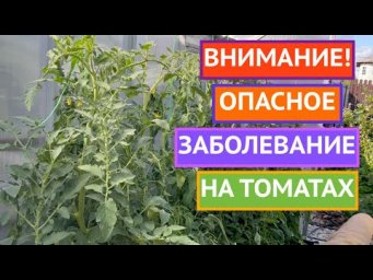 НЕ ОСТАНЬТЕСЬ БЕЗ УРОЖАЯ ТОМАТОВ ИЗ-ЗА ЭТОЙ БОЛЕЗНИ!