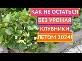 ВСЕ ОБ УХОДЕ ЗА КЛУБНИКОЙ ВЕСНОЙ И ЛЕТОМ 2024!