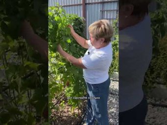 Как легко сделать малиновое дерево!