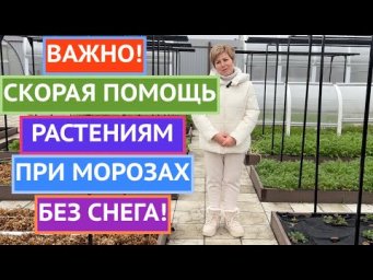 УДАРИЛИ МОРОЗЫ, А СНЕГА НЕТ?! СРОЧНО СПАСАЕМ ЭТИ РАСТЕНИЯ!