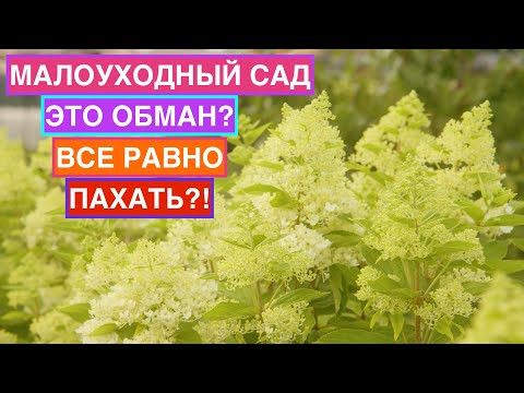 Почему малоуходный сад — это не миф, а вопрос правильного выбора? Почему малоуходный сад — это не миф, а вопрос правильного выбора?