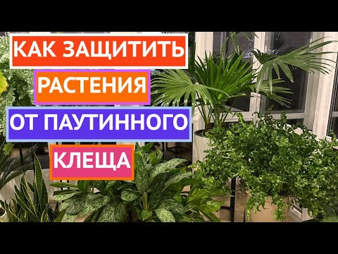 ПАУТИННОГО КЛЕЩА БОЛЬШЕ НЕ БУДЕТ ЕСЛИ СДЕЛАТЬ ТАК!