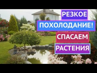 КАКИЕ РАСТЕНИЯ НУЖНО СРОЧНО УКРЫВАТЬ ПРИ НАСТУПЛЕНИИ ХОЛОДОВ!