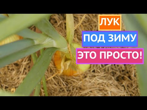 МОИ СЕКРЕТЫ ПОСЕВА ЛУКА ПОД ЗИМУ ДЛЯ БОЛЬШОГО УРОЖАЯ! МОИ СЕКРЕТЫ ПОСЕВА ЛУКА ПОД ЗИМУ ДЛЯ БОЛЬШОГО УРОЖАЯ!