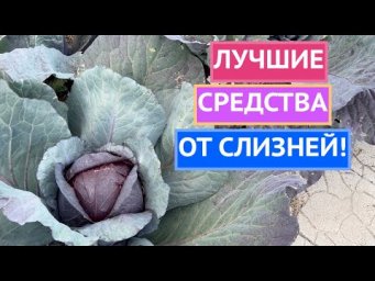 ПРОВЕРЕННЫЕ СПОСОБЫ БОРЬБЫ СО СЛИЗНЯКАМИ!