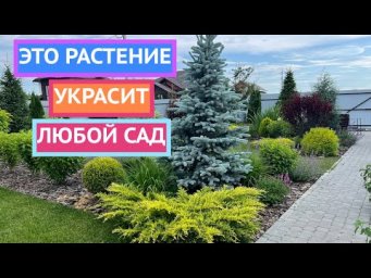 Как преобразить уже готовый сад с помощью всего одного растения!