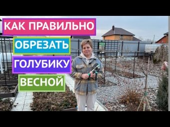 ПОЧЕМУ ВАЖНО ОБРЕЗАТЬ ГОЛУБИКУ ВЕСНОЙ!