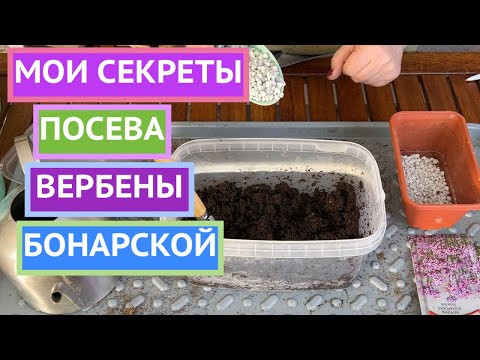 КАК ПРАВИЛЬНО ПОСЕЯТЬ ВЕРБЕНУ БОНАРСКУЮ!