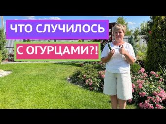 ОГУРЦЫ КРИВЫЕ, МАЛОУРОЖАЙНЫЕ И НЕВКУСНЫЕ? РАССКАЗЫВАЮ ПОЧЕМУ!