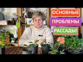 Что случилось с рассадой и как ей помочь?
