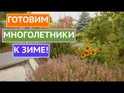 КАК ПРАВИЛЬНО ОТПРАВЛЯТЬ МНОГОЛЕТНИЕ РАСТЕНИЯ В ЗИМУ! КАК ПРАВИЛЬНО ОТПРАВЛЯТЬ МНОГОЛЕТНИЕ РАСТЕНИЯ В ЗИМУ!