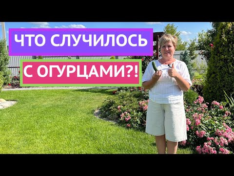 ОГУРЦЫ КРИВЫЕ, МАЛОУРОЖАЙНЫЕ И НЕВКУСНЫЕ? РАССКАЗЫВАЮ ПОЧЕМУ! ОГУРЦЫ КРИВЫЕ, МАЛОУРОЖАЙНЫЕ И НЕВКУСНЫЕ? РАССКАЗЫВАЮ ПОЧЕМУ!