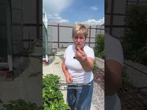 Как спасти клубнику от гнили!
