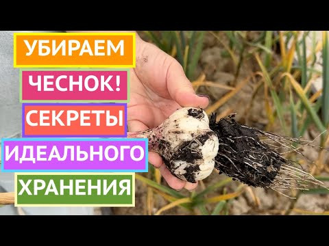 КОГДА ВЫКАПЫВАТЬ ЧЕСНОК И КАК ПРАВИЛЬНО ОТПРАВЛЯТЬ ЕГО НА ХРАНЕНИЕ! КОГДА ВЫКАПЫВАТЬ ЧЕСНОК И КАК ПРАВИЛЬНО ОТПРАВЛЯТЬ ЕГО НА ХРАНЕНИЕ!