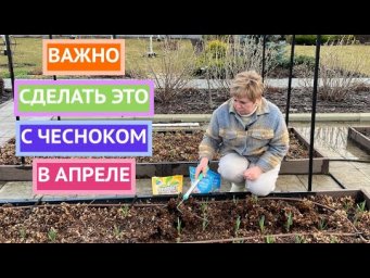 Уход за чесноком в апреле!