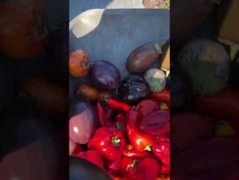 А КАК У ВАС ДЕЛА С УРОЖАЕМ?