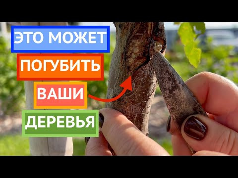САМАЯ БОЛЬШАЯ ПРОБЛЕМА ВСЕХ ПЛОДОВЫХ ДЕРЕВЬЕВ!