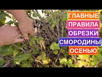 Как правильно обрезать смородину, чтобы получить максимальный урожай!