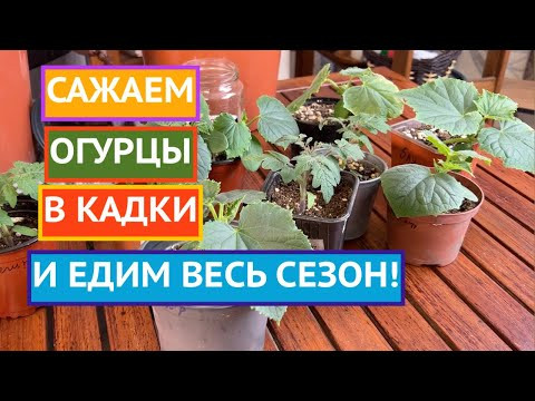 САЖАЕМ ОГУРЦЫ В КАДКИ И НАСЛАЖДАЕМСЯ СВОИМИ ОГУРЧИКАМИ ВСЮ ЗИМУ! САЖАЕМ ОГУРЦЫ В КАДКИ И НАСЛАЖДАЕМСЯ СВОИМИ ОГУРЧИКАМИ ВСЮ ЗИМУ!