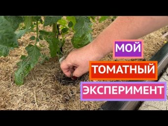 Попробуем вырастить томаты по-новому!