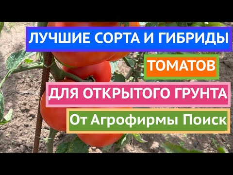 ВЫБИРАЕМ ТОМАТЫ ДЛЯ ОТКРЫТОГО ГРУНТА В АГРОФИРМЕ ПОИСК часть 2 ВЫБИРАЕМ ТОМАТЫ ДЛЯ ОТКРЫТОГО ГРУНТА В АГРОФИРМЕ ПОИСК часть 2