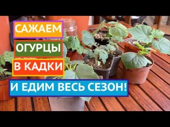 САЖАЕМ ОГУРЦЫ В КАДКИ И НАСЛАЖДАЕМСЯ СВОИМИ ОГУРЧИКАМИ ВСЮ ЗИМУ!