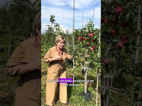 НЕОБЫЧНЫЕ ЯБЛОНИ ДЛЯ ВАШЕГО САДА!