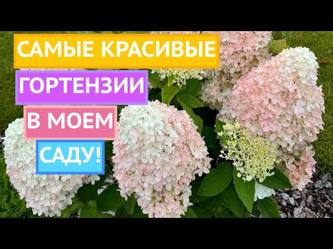 МОИ ПРЕКРАСНЫЕ ГОРТЕНЗИИ! ПРИСМОТРИТЕСЬ К ЭТИМ СОРТАМ!