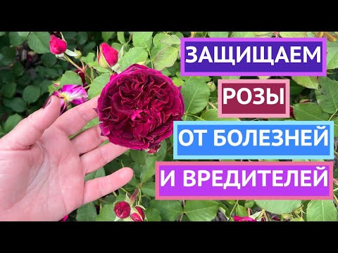 Как помочь розам при затяжных дождях и в жару!