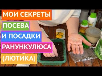 100% ВСХОЖЕСТЬ РАНУНКУЛЮСА ОБЕСПЕЧЕНА ЕСЛИ ПОСЕЯЬ ТАК!