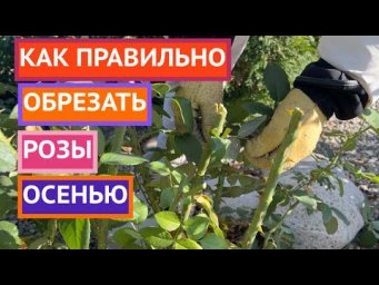 НЕ СДЕЛАЙТЕ ОШИБКУ ПРИ ОБРЕЗКЕ РОЗ!