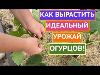 ВСЕ ОБ УХОДЕ ЗА ОГУРЦАМИ В ПЕРВОЙ ПОЛОВИНЕ ЛЕТА!