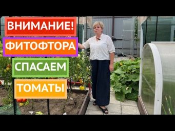 Томаты еще можно спасти! Лучший способ борьбы с фитофторой