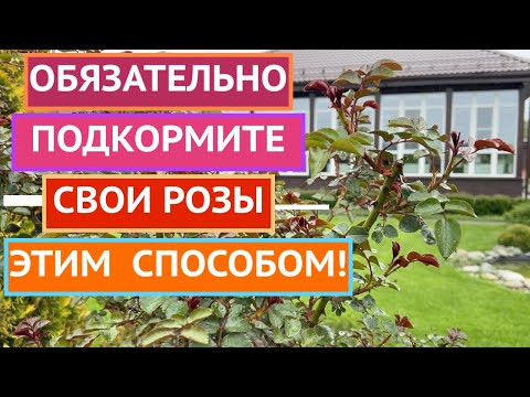 ЛУЧШАЯ ПОДКОРМКА РОЗ ДЛЯ ПЫШНОГО ЦВЕТЕНИЯ!