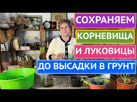 НЕ ПОГУБИТЕ РАСТЕНИЯ ДО ВЫСАДКИ В ОТКРЫТЫЙ ГРУНТ!