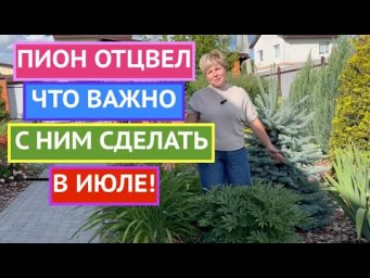 ЛЕТНИЙ УХОД ЗА ПИОНАМИ! ПЫШНОЕ ЦВЕТНИЕ ГАРАНТИРОВАНО!