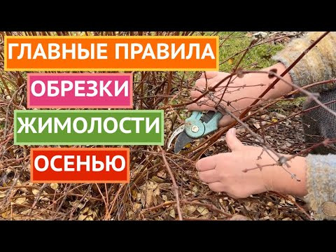 КАК ПРАВИЛЬНО ОБРЕЗАТЬ ЖИМОЛОСТЬ ОСЕНЬЮ