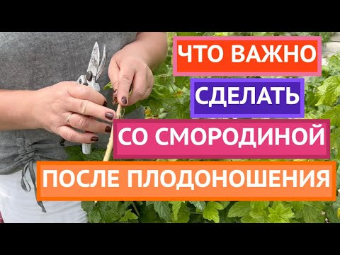 УХОД ЗА СМОРОДИНОЙ ПОСЛЕ ПЛОДОНОШЕНИЯ!
