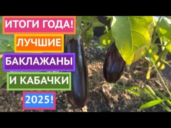 ЭТИ СЕМЕНА БАКЛАЖАНОВ И КАБАЧКОВ ПОКАЗАЛИ ЛУЧШИЙ РЕЗУЛЬТАТ!