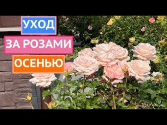 ВАЖНО СДЕЛАТЬ ЭТО С РОЗАМИ ОСЕНЬЮ!