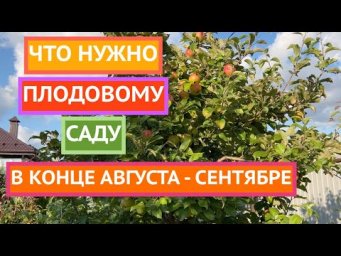 Ухаживаем за плодовыми деревьями в конце лета и начале осени!