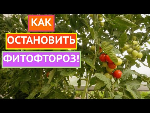 СПАСАЕМ УРОЖАЙ КАРТОФЕЛЯ И ТОМАТОВ!