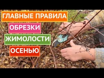 КАК ПРАВИЛЬНО ОБРЕЗАТЬ ЖИМОЛОСТЬ ОСЕНЬЮ