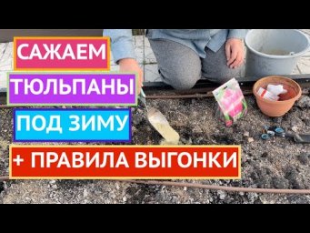 КАК ПРАВИЛЬНО ПОСАДИТЬ ТЮЛЬПАНЫ ПОД ЗИМУ И СБЕРЕЧЬ ИХ ОТ МЫШЕЙ!