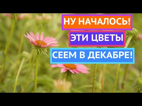 УСПЕЙТЕ ПОСЕЯТЬ ЭТИ ЦВЕТЫ НА РАССАДУ В ДЕКАБРЕ 2025!
