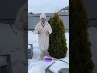 КАК Я ЧУТЬ НЕ ОСТАЛАСЬ БЕЗ ХВОЙНЫХ НА УЧАСТКЕ