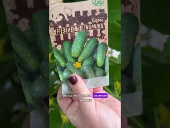 Я В ШОКЕ ОТ УРОЖАЙНОСТИ ЭТОГО ОГУРЦА!