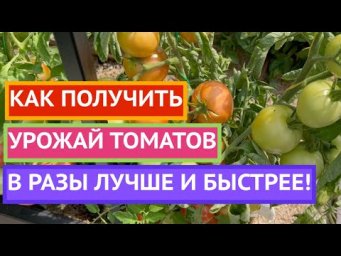 ПОМИДОРЫ В ИЮЛЕ! ВАЖНЫЕ ПОДКОРМКИ И ОБРАБОТКИ!