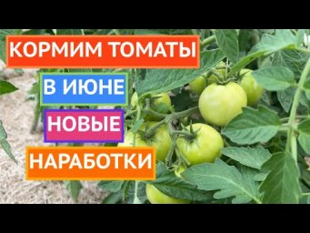 ЧЕМ ПОДКОРМИТЬ ТОМАТЫ! ДЕЛЮСЬ НОВЫМИ ВАРИАНТАМИ!